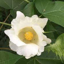 Image result for Gossypium