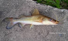 Yandex.translate works with words, texts, and webpages. Fish And Fishing In Tanjung Leman Freshwater Fish Identification