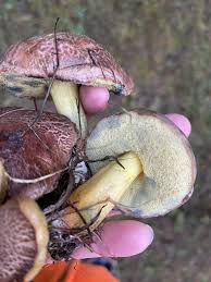 Image result for Xerocomellus diffractus