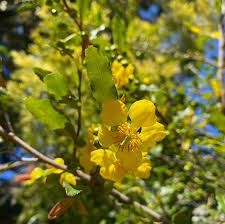 Image result for Ochna serrulata