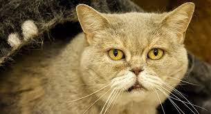 What Is Buprenex For Cats