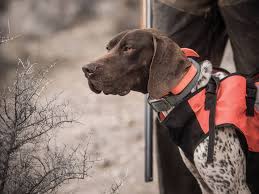 Maybe you would like to learn more about one of these? The Best Hunting Dog Breeds For Every Game Animal