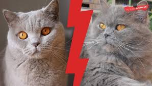 Cats are displayed by show season, with the most recent season at the top. British Shorthair Vs British Longhair My British Shorthair