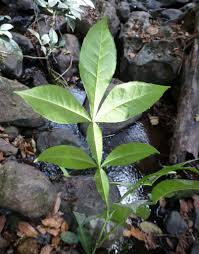 Image result for Citropsis