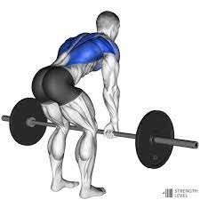 Bent Over Row Standards for Men and Women (lb) - Strength Level