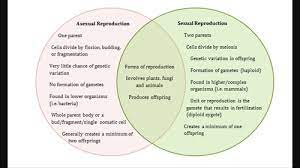 They divide by meiosis to produce gametes for sexual reproduction. Reproduction And Cell Division Test Flashcards Quizlet