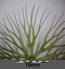 Image result for Ceratophyllum submersum