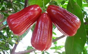 We did not find results for: Gambar Jambu Air Cincalo Merah