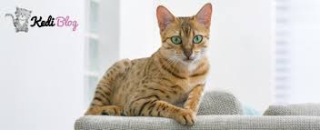 2020 Yilinin En Uygun Fiyatli 5 Kedi Kumu Incelemesi Kedi Blog