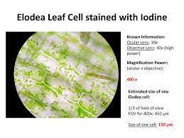 • label the sketches to note the cell structures that you can identify. Creating Biological Drawings Ppt Download