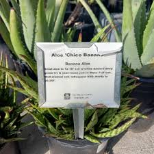 Image result for Aloe bukobana