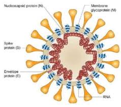 Rice Researchers Look To Trap And Zap Coronavirus