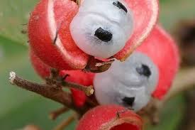 Sehingga, cabai menjadi salah satu tanaman pertanian yang paling menguntungkan saat ini. Sumut Pelopori Pembibitan Tanaman Eksklusif Guarana
