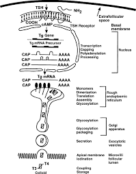 Embark on a tg captions adventure to exotic worlds, cultures, societies, and women. Thyroid Hormone Synthesis An Overview Sciencedirect Topics