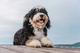 Mini bernedoodle puppies for sale a fun, smart, & loyal breed! Standard Bernedoodle Puppies For Sale Adopt Your Puppy Today Infinity Pups