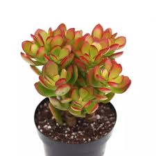All of our premium cactus and succulents plants for sale. Buy Cactuses And Succulents Plants Online India Clayie Com