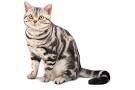 All You Need To Know About Tabby Cats – Types, Patterns ...