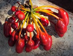 Image result for Uvaria