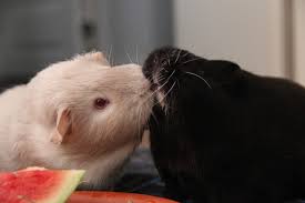 E Cuniculi Beim Meerschweinchen Meerschweinchenwiese