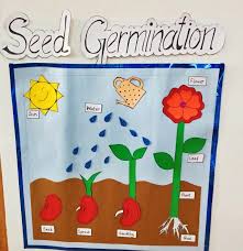 Seed Germination
