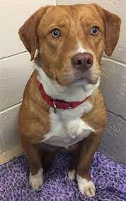 Petharbor Com Animal Shelter Adopt A Pet Dogs Cats Puppies Kittens Humane Society Spca Lost Found Animal Shelter Humane Society Kittens