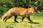 Image of How long can a fox live?