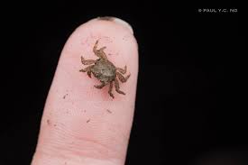 Image result for Crabbea nana