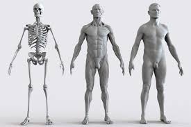 Internal organs include the vas deferens, prostate and urethra. Log In Body Anatomy Anatomy Man Anatomy