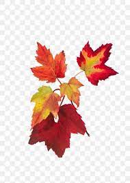 Red Autumn Leaves Png Botanical Illustration Watercolor Free Image By Rawpixel Com Ne Botanical Illustration Watercolor Flower Illustration Fall Leaves Png