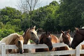 Fundraiser by Wendy Johnson : Support JAQ Etc Stables' Legal Battle