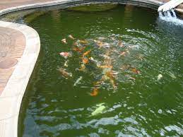 Lucas and natasha are in love. Converting A Swimming Pool To A Koi Pond Koi Pond Pond Pool