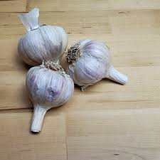 We take the right amount of time needed to prepare our garlic for sale and shipping to you. Organic Music Heirloom Garlic Bulbs Terroir Seeds