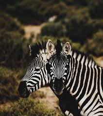 Stripe density varies by subspecies. Two Zebra Forest Two Zebras Animal Stripes Black And White Zoo Piqsels