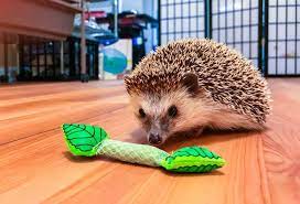 Hedgehogs Are Playful The Best Toys For Hedgehogs Can Help In Easing Their Boredom And Keep Them Active While You Hedgehog Pet Pet Hedgehog House Pet Cat Toys