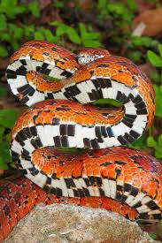 Black And Orange Striped Snake Florida Corn Snake Corn Snake Pet Snake Snake