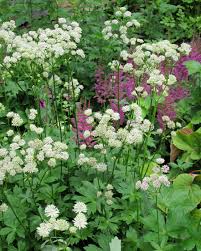 Astrantia And Astilbe Jpg 2598 3247 Plants Astrantia Astilbe
