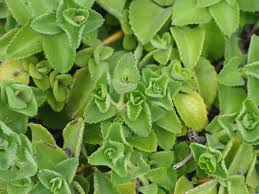 Image result for Coleus amboinicus