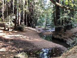Rental prices in mill valley are 52% higher than. Insider Tips For Things To Do In Mill Valley California Nancy D Brown