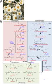 Draft Genome Of Tanacetum Cinerariifolium The Natural