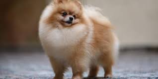 Whatever you need, whatever you want, whatever you desire, we provide. 6 Of The Most Popular Pomeranian Crossbreeds
