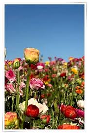 Gardening Don T Have A Green Thumb Get One With These Simple Gardening Tips Thanks A Lot For Seeing Our Organic Gardening Gardening Tips Modern Garden