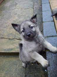 Norwegian Elkhound Puppies Elkhound Puppies Norwegian Elkhound Puppies