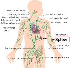 The spleen's primary functions are to filter the blood and help defend the body against pathogens. Spleen Location Function Symptoms Of Enlarged Ruptured Spleen