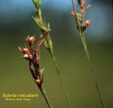 Image result for Scleria racemosa