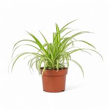 Image result for Chlorophytum silvaticum