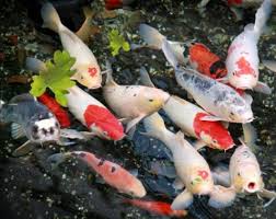 Maybe you would like to learn more about one of these? Lengkap Jenis Ikan Koi Lokal Blitar Goshiki Dan Gambar