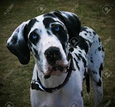 Black And White Spotted Dog With Blue Eyes Photo Of The Face Of A Blue Eyed Black And White Spotted Great Great Dane Facts Great Dane Great Dane Funny
