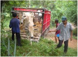 Maybe you would like to learn more about one of these? Mekanisme Pengajuan Bantuan Ternak Ikan Kabupaten Bogor