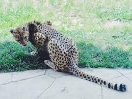 Vsco Cheetah Zoo Frostedflakes36 Cat Reference Wild Cats Feline