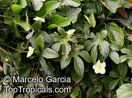 Image result for Coccinia sessilifolia